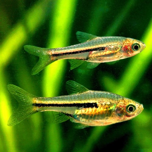 Trigonostigma somphongsi